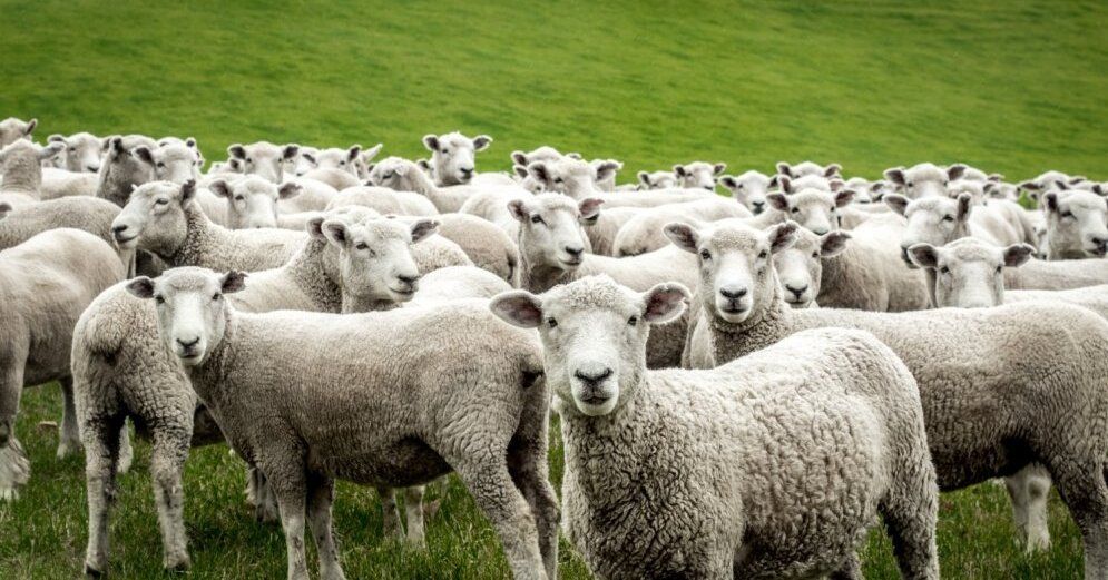 Мировая пресса: ЧП в провинции: BMW насмерть сбил 20 овец