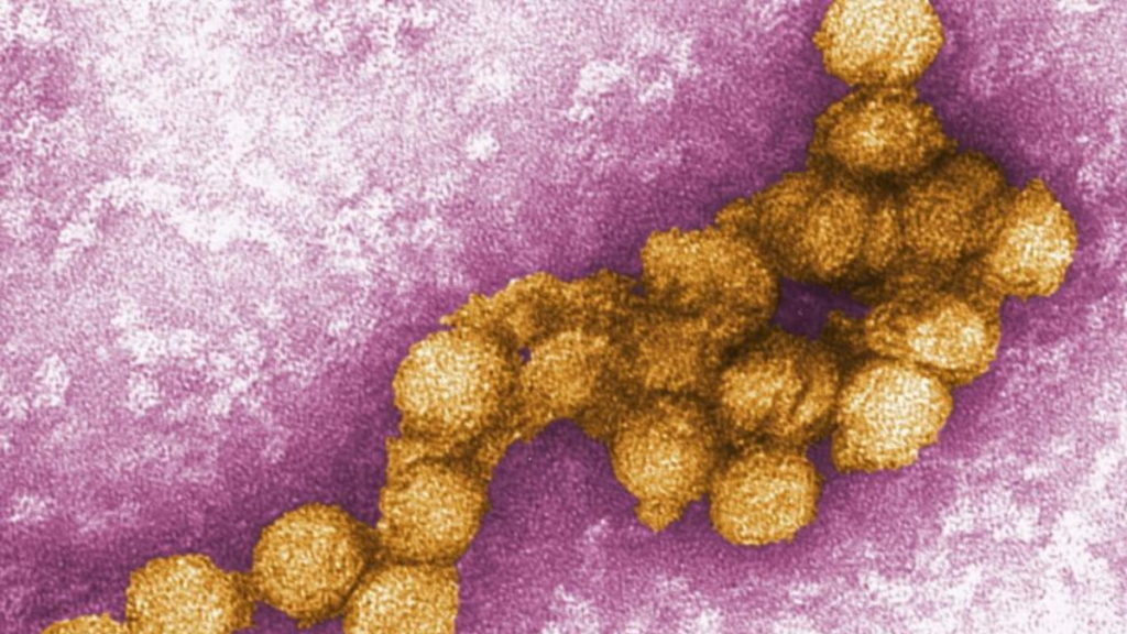 Общество: В Германии распространяется вирус лихорадки Западного Нила: восемь новых больных, трое в тяжелом состоянии