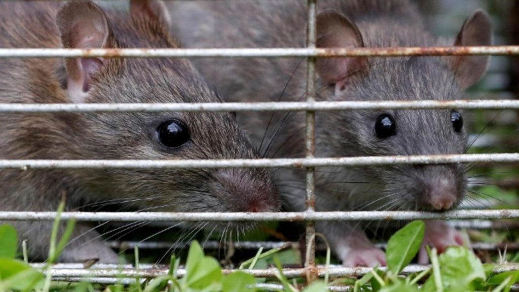 Здоровье: Впервые в Германии: девушка заразилась вирусом Сеул от крысы