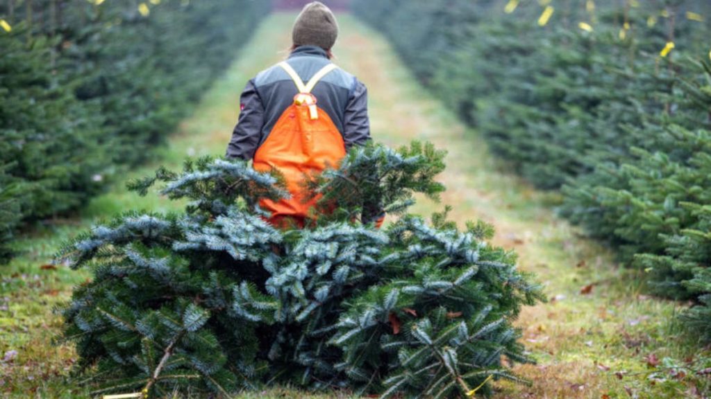 Общество: Во сколько немцам обойдется рождественская елка в этом году