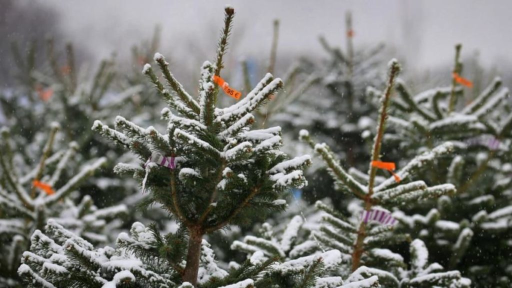 Погода: Будет ли снег на Рождество: в Германию движется холодный фронт