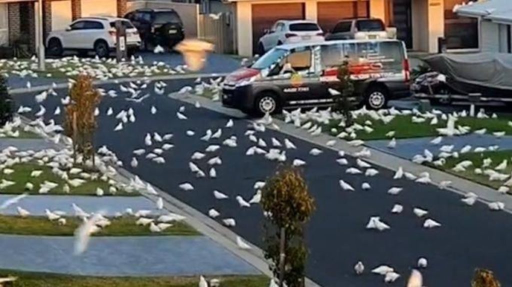 Отовсюду обо всем: Тысячи попугаев терроризируют целый город