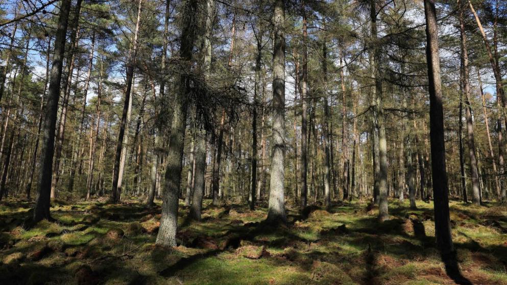 Происшествия: Крики о помощи и труп: странный инцидент в лесу в Шлезвиг-Гольштейне