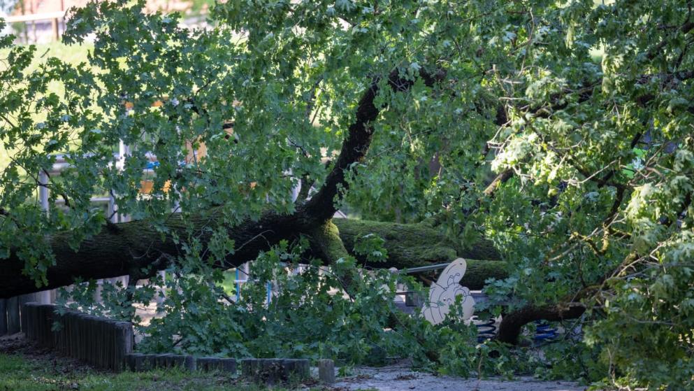 Происшествия: Трагедия в Аугсбурге: большой дуб упал на мать с годовалим ребенком
