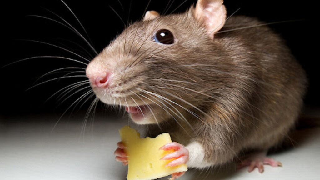 Отовсюду обо всем: Ученые научились продлевать жизнь: успешный эксперимент на мышах