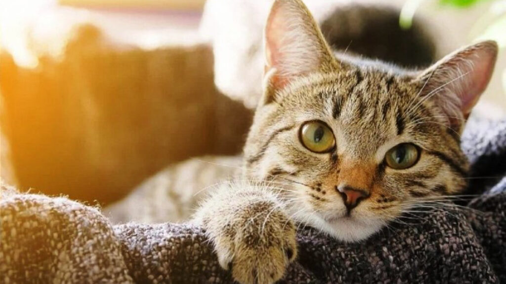 Отовсюду обо всем: Ученые изучили тысячи кошек и выделили 7 черт характера