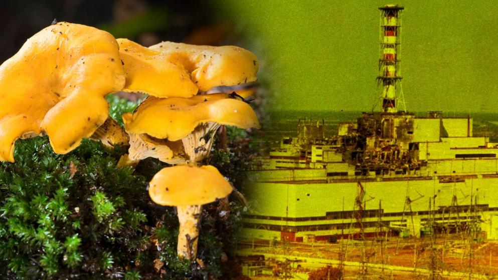 Общество: 35 лет после взрыва на ЧАЭС: грибы в Европе все еще содержат высокий уровень радиации