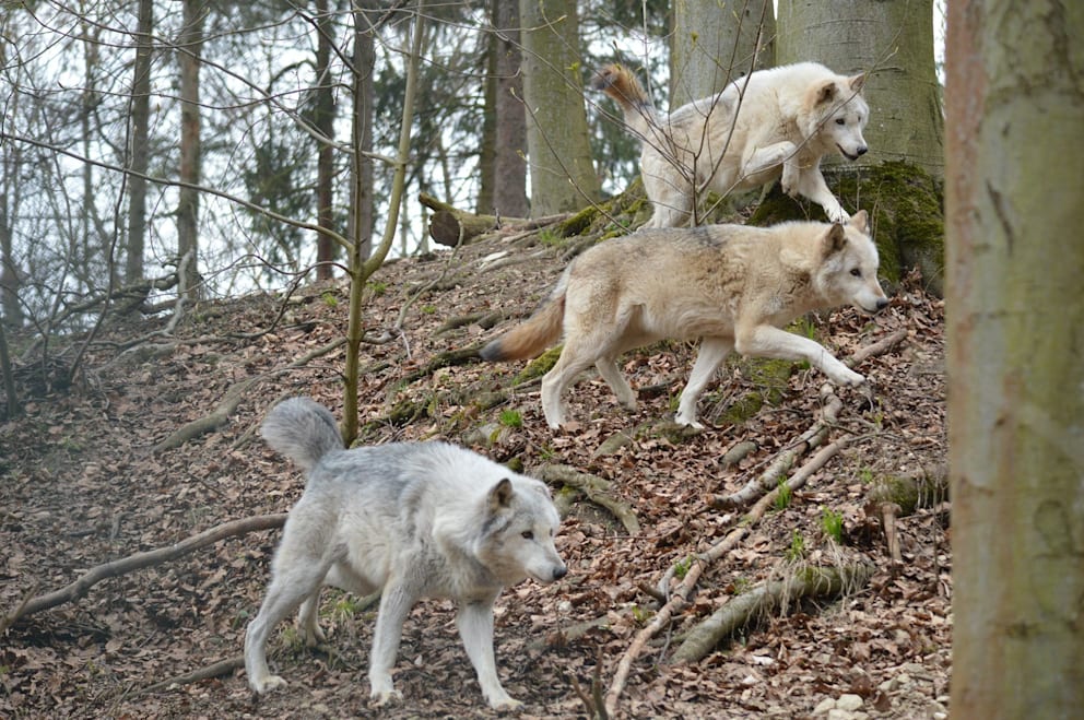 Общество: Угроза для целого района: в Баварии объявили охоту на волка