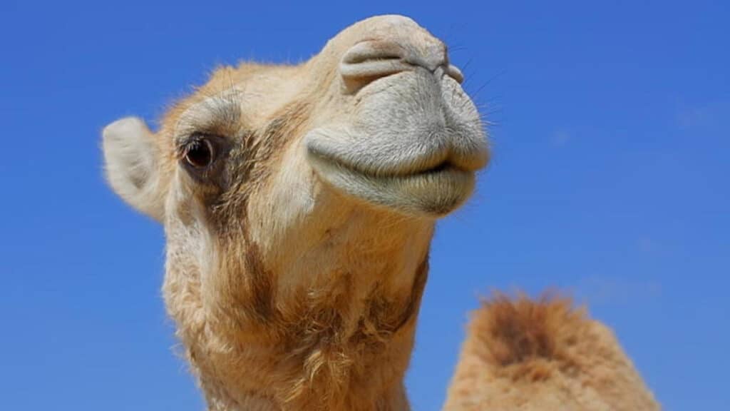 Отовсюду обо всем: На конкурсе красоты дисквалифицировали 40 верблюдов из-за инъекций ботокса