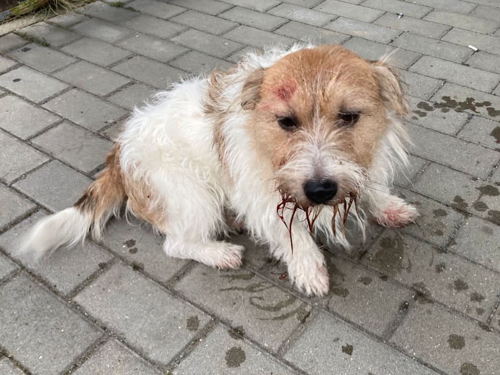 Общество: Жестокость к животным: живодер избил собаку лопатой и выбросил к отходам