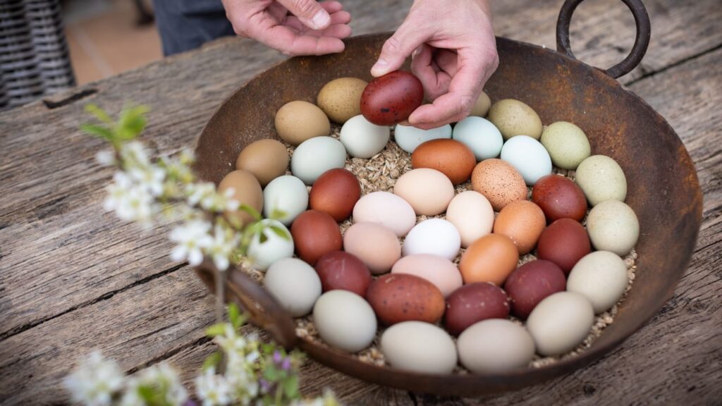 Общество: Отличная идея на Пасху: эти курицы несут разноцветные яйца 