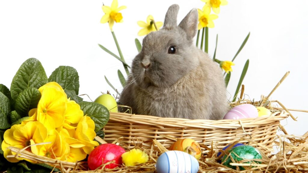 Общество: Светлый праздник Воскресения Христова: кролик, яйца и другие вопросы связанные с Пасхой 