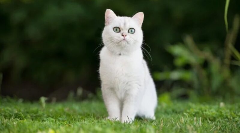 Закон и право: Владельцев кошек начнут штрафовать на 50 тысяч евро