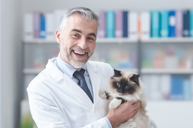 мужчина-ветеринар с кошкой на руках