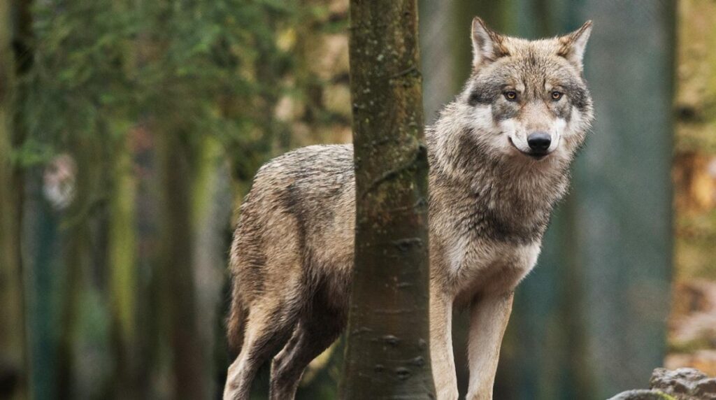 Отовсюду обо всем: Впервые с 1998 года в Германии увеличилась популяция волков
